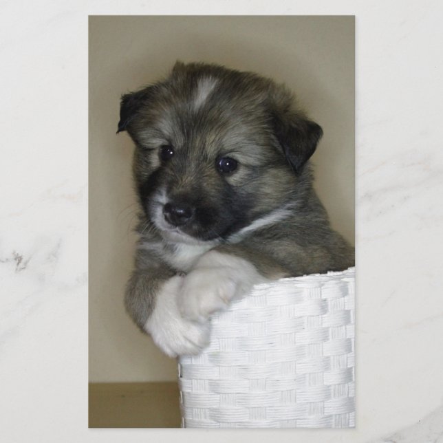 Islandhundwelpe (Vorderseite)