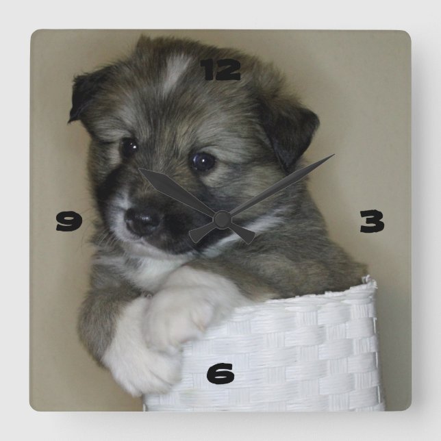 Islandhundwelpe Quadratische Wanduhr (Vorderseite)