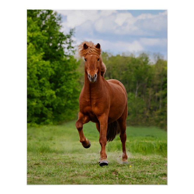 Isländisch Pony bei einem Tölt Funny Foto Horse Li Poster (Vorderseite)