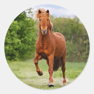 Isländisch Pony bei einem Tölt Funny Foto Horse Li Runder Aufkleber