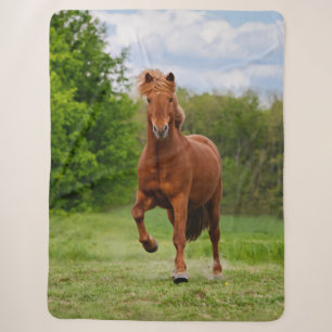 Isländisch Pony bei einem Tölt Funny Foto Horse Li Sherpadecke