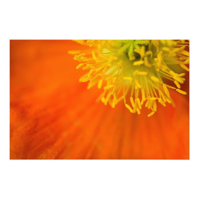 Isländisch Poppy Fotodruck (Vorne)