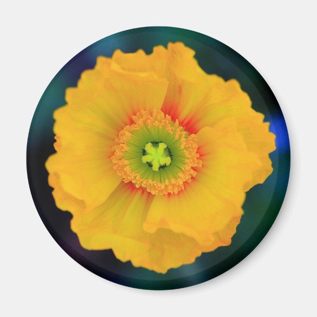 Isländisch Poppy Magnet (Vorne)