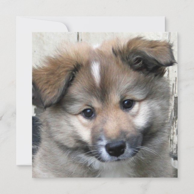 Isländisch Sheepdog 2014-0801 (Vorderseite)