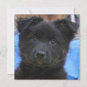 Isländisch Sheepdog 2014-0805