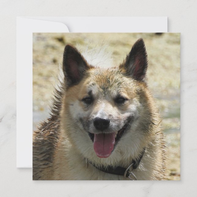 Isländisch Sheepdog 2014-0807 (Vorderseite)