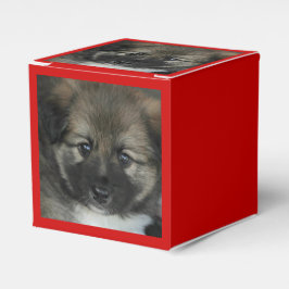 Isländisch Sheepdog 2014-0808 Geschenkschachtel