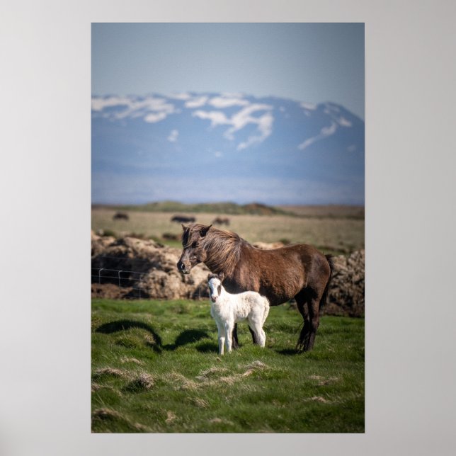 Isländische Mare und Foal Poster (Vorne)