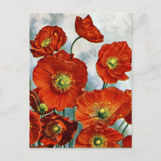 Isländische Mohnblüte 1922 Postkarte