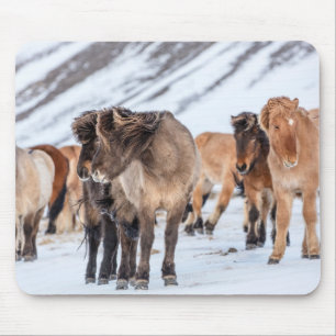 Isländische Pferde auf Winterweide bei Höfn Mousepad