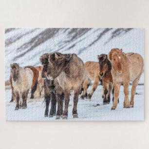 Isländische Pferde auf Winterweide in der Nähe von Puzzle