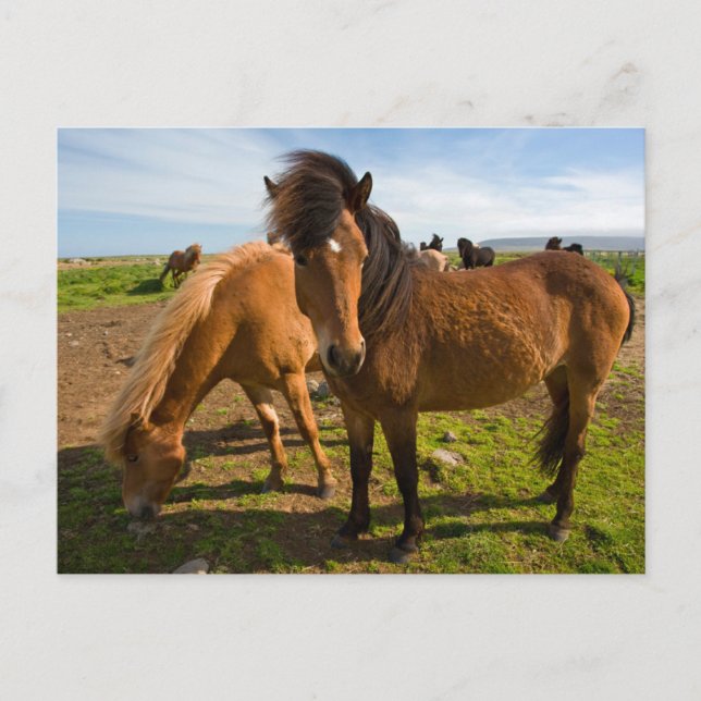 Isländische Pferde Graze Postkarte (Vorderseite)