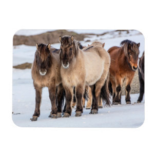 Isländische Pferde im Winter bei Höfn, Island Magnet