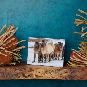 Isländische Pferde im Winter in der Nähe von Hofn, Fotoplatte