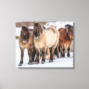 Isländische Pferde im Winter in der Nähe von Hofn, Leinwanddruck