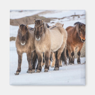 Isländische Pferde im Winter in der Nähe von Hofn, Magnet