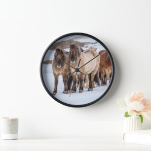 Isländische Pferde im Winter in der Nähe von Hofn, Uhr