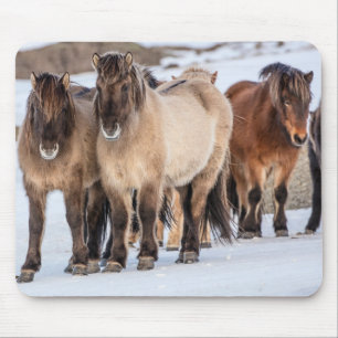 Isländische Pferde im Winter nahe Hofn, Island Mousepad