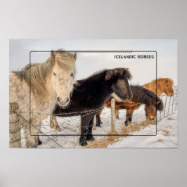 Isländische Pferde im Winter Poster