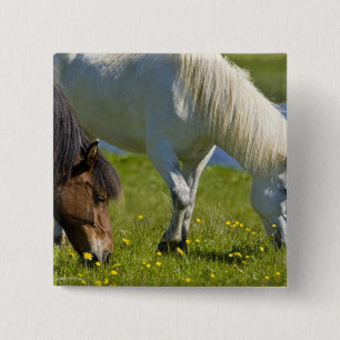 Isländische Pferde in Westisland. Button