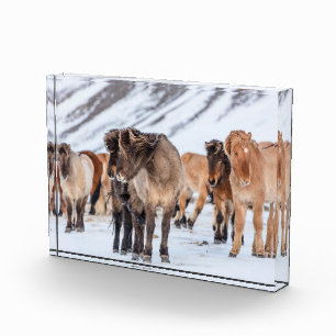 Isländische Pferde in Winterweide in der Nähe von Fotoblock