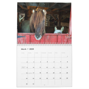 Isländische Pferde und Mini-Donkey-Kalender Kalender