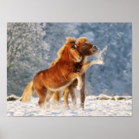 Isländische Pferdefoals im sonnigen Foto