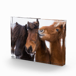 Isländische Pferdfreunde, Island Fotoblock