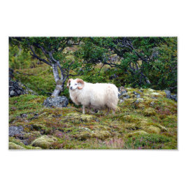 Isländische Ram Art Fotodruck