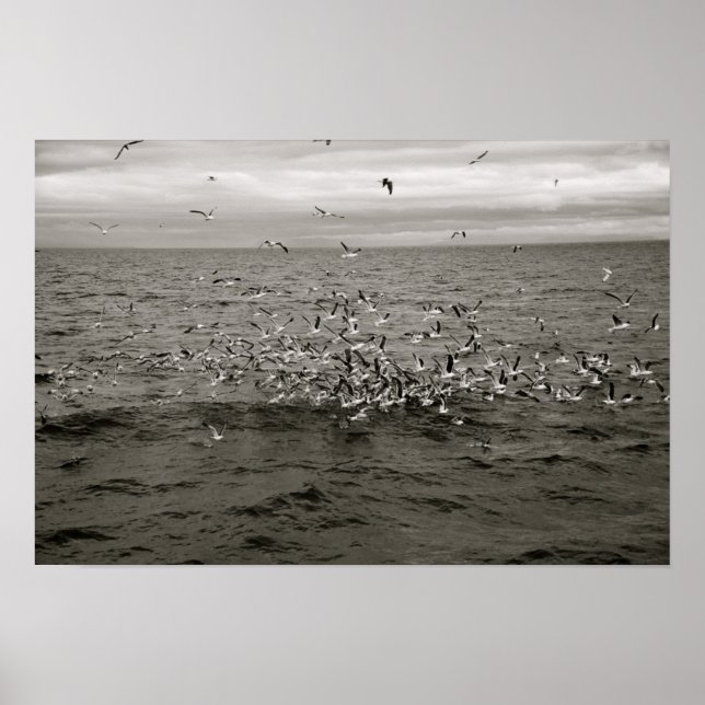 Isländische Vogelherde Poster (Vorne)