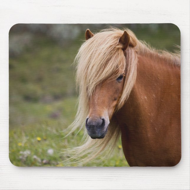 Isländisches Fohlen Mousepad (Vorne)