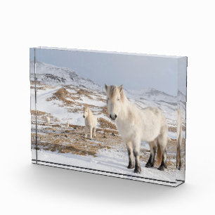 Isländisches Pferd   Blonduos, Island Fotoblock