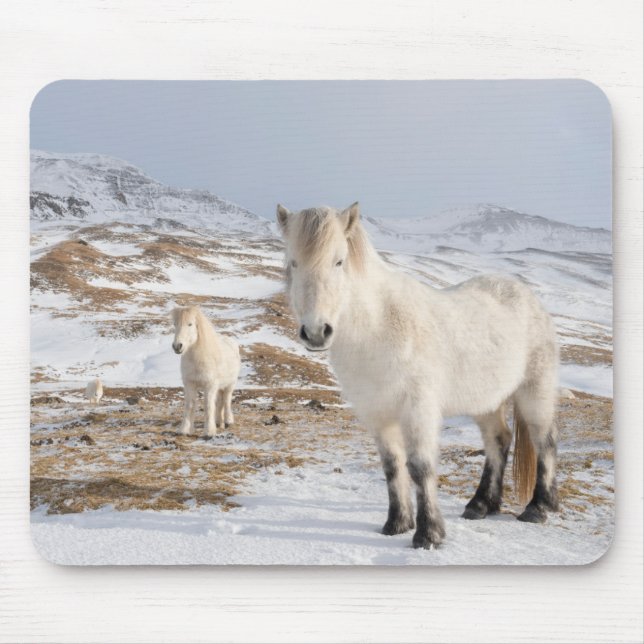 Isländisches Pferd | Blonduos, Island Mousepad (Vorne)