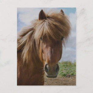 Isländisches Pferd III Postkarte