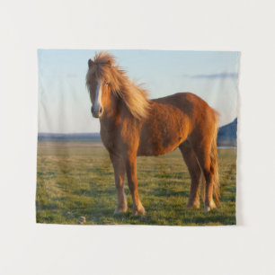 Isländisches Pferd im Sonnenuntergang Wandteppich