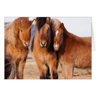 Isländisches Pferd im Winter