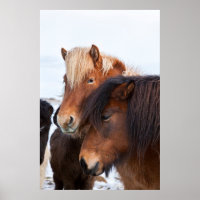 Isländisches Pferd im Winter auf Island 3