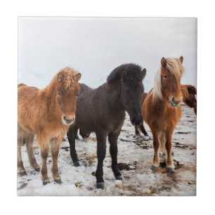 Isländisches Pferd im Winter auf Island Fliese