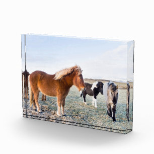 Isländisches Pferd im Winter auf Island Fotoblock