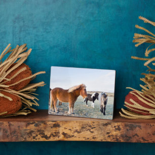 Isländisches Pferd im Winter auf Island Fotoplatte