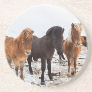 Isländisches Pferd im Winter auf Island Getränkeuntersetzer