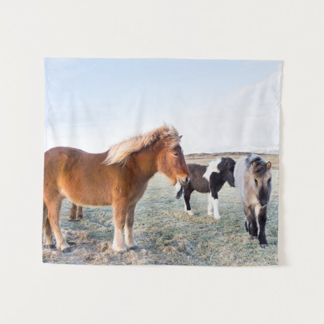 Isländisches Pferd im Winter auf Island Wandteppich (Vorderseite (Horizontal))