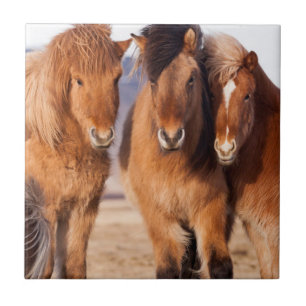 Isländisches Pferd im Winter Fliese