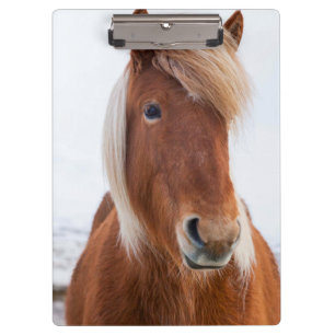 Isländisches Pferd im Winter Klemmbrett