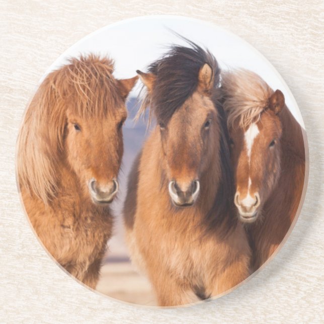 Isländisches Pferd im Winter Sandstein Untersetzer (Vorne)