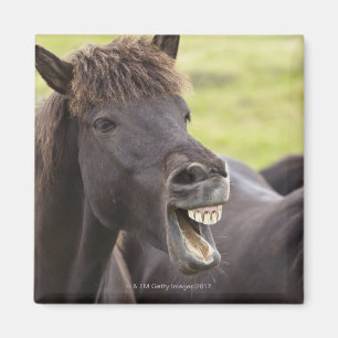 Isländisches Pferd mit lustigem Ausdruck Magnet