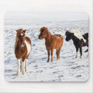 Isländisches Pferd mit typischem Winterfell Mousepad