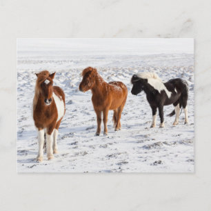 Isländisches Pferd mit typischem Winterfell Postkarte