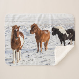 Isländisches Pferd mit typischem Winterfell Sherpadecke