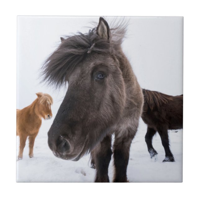Isländisches Pferd-Potrait, Island Fliese (Vorderseite)